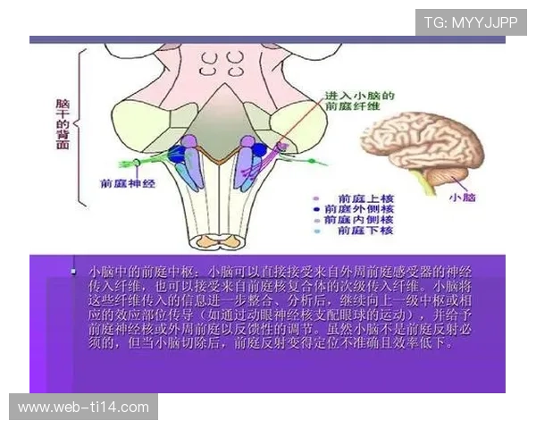 跳水运动员长期训练对前庭系统结构与功能影响的最新医学研究进展